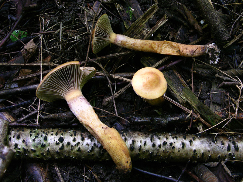 Ordine Boletales,facili Gomphidiaceae.